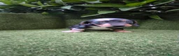 Teckel Miniatura perros en venta: preciosa camada teckel miniatura  - Anuncio 11