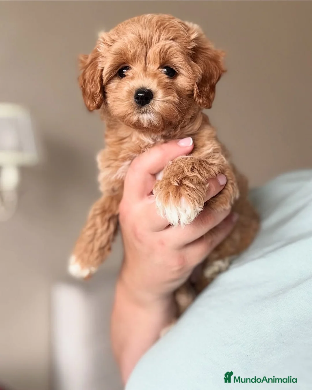 Maltipoo perros en venta: MALTIPOO EXCLUSIVOS mini toy🧸💖 - Anuncio 2