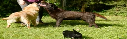 Labrador Retriever perros en venta: Cachorros de Labrador Retriever Negros - Anuncio 17