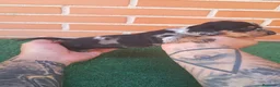 Teckel Miniatura perros en venta: Teckel Miniatura  - Anuncio 8