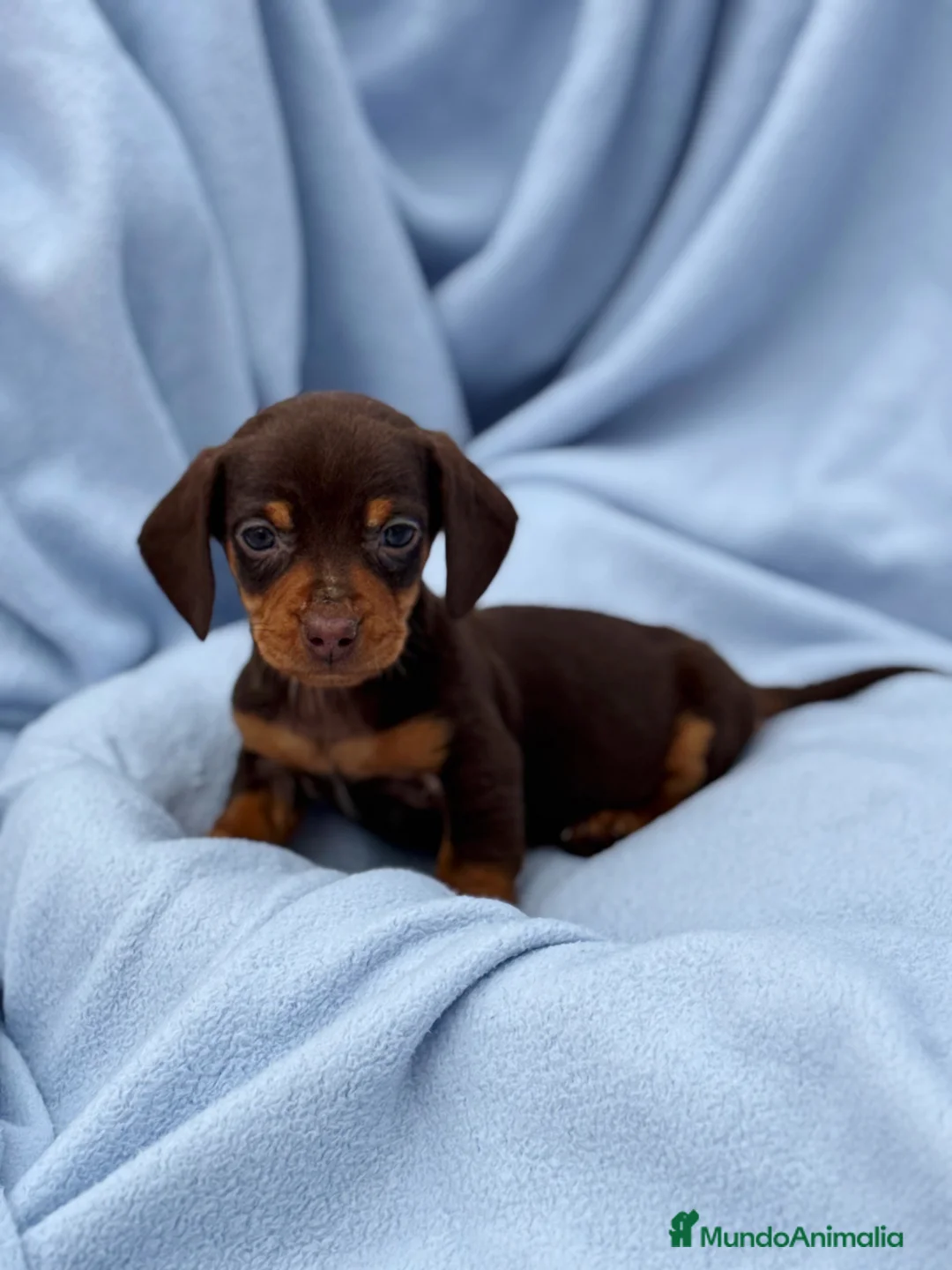 Teckel Miniatura perros en venta: Teckel mini arlequín chocolate disponible  - Anuncio 8