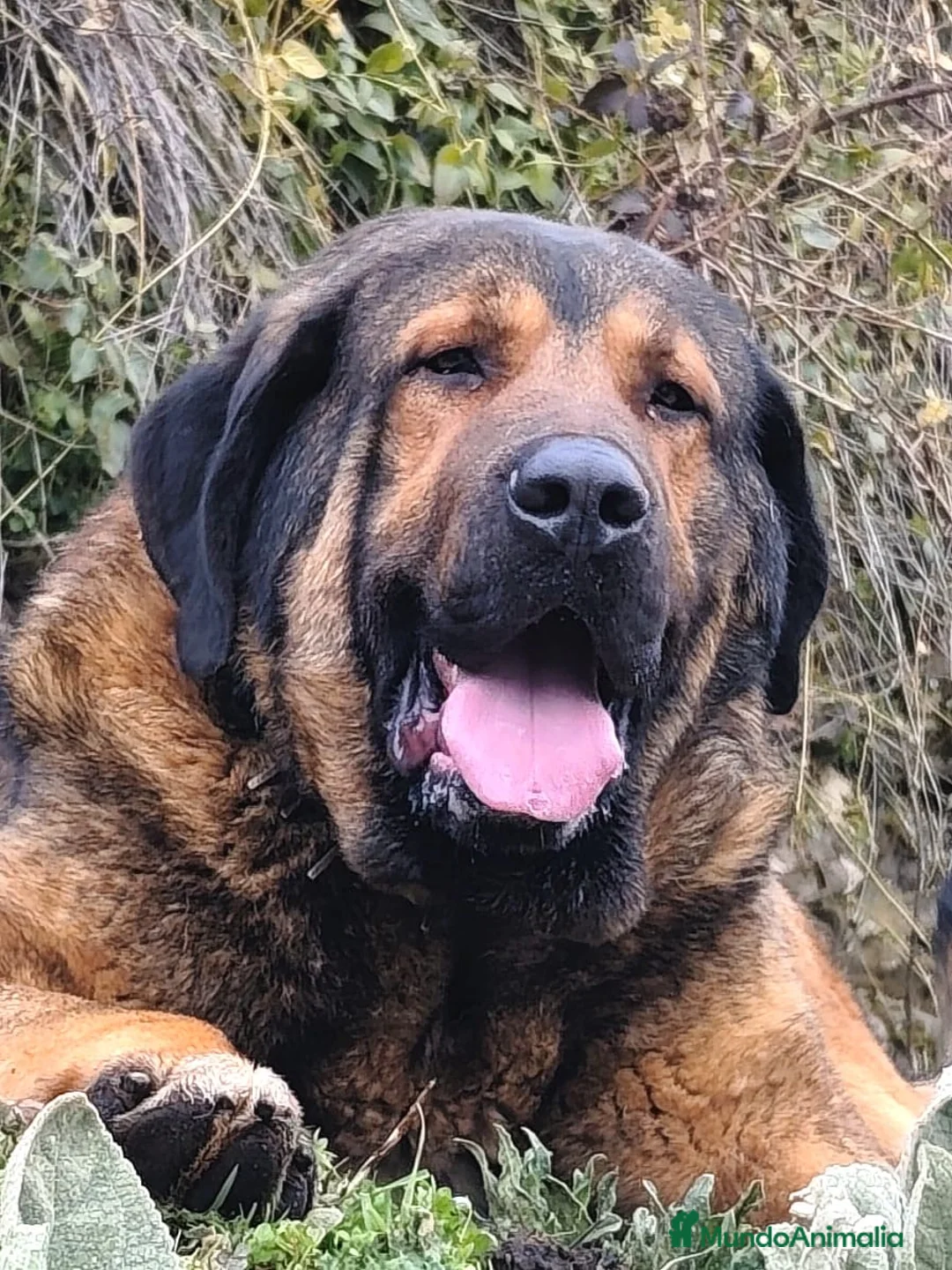 Mastín Español perros en venta: Mastin Español PURO - Anuncio 5