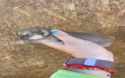 Chihuahua perros en venta: Chihuahuas disponibles - Imagen 2