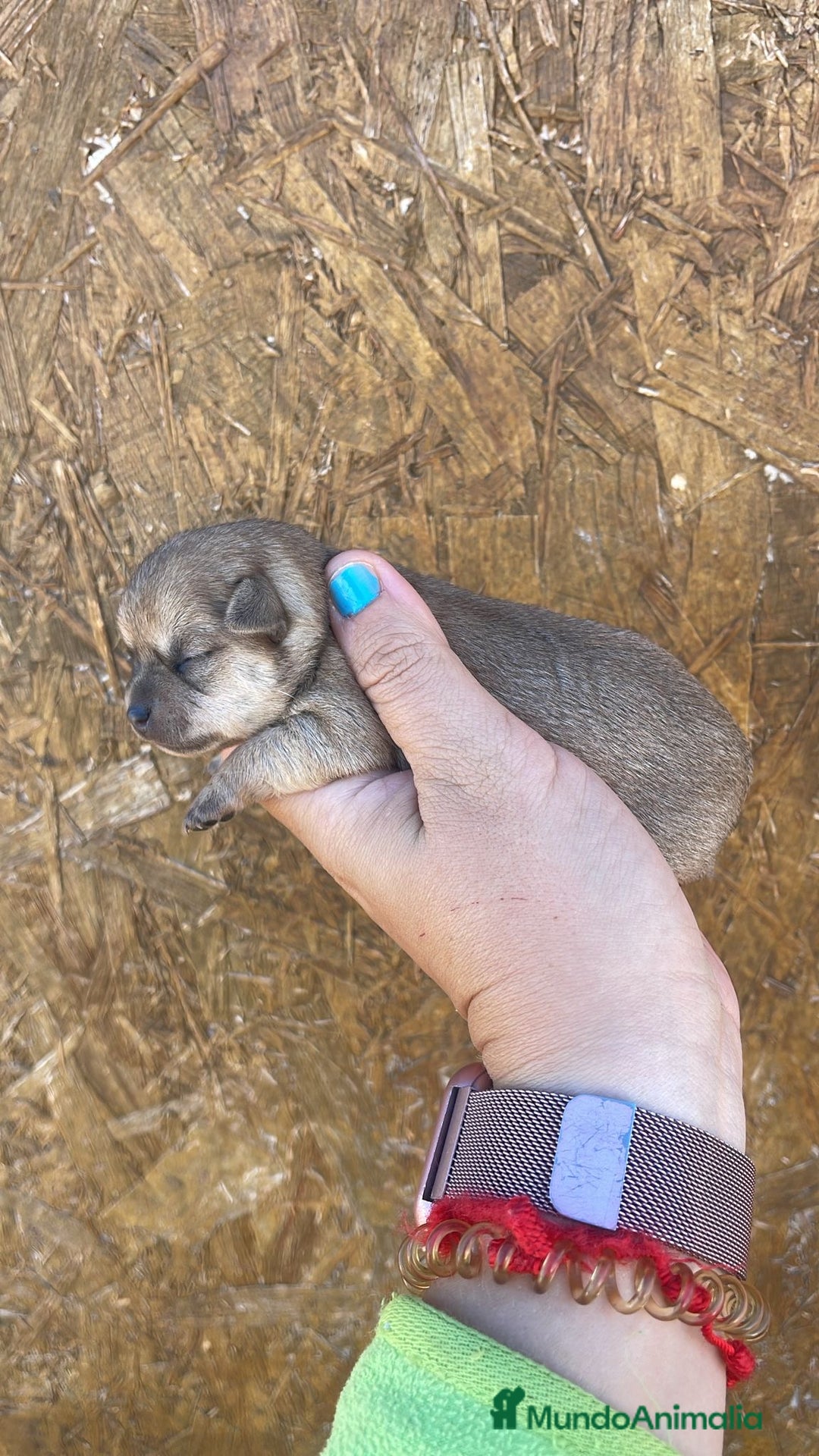 Chihuahua perros en venta: Chihuahuas disponibles - Imagen 2