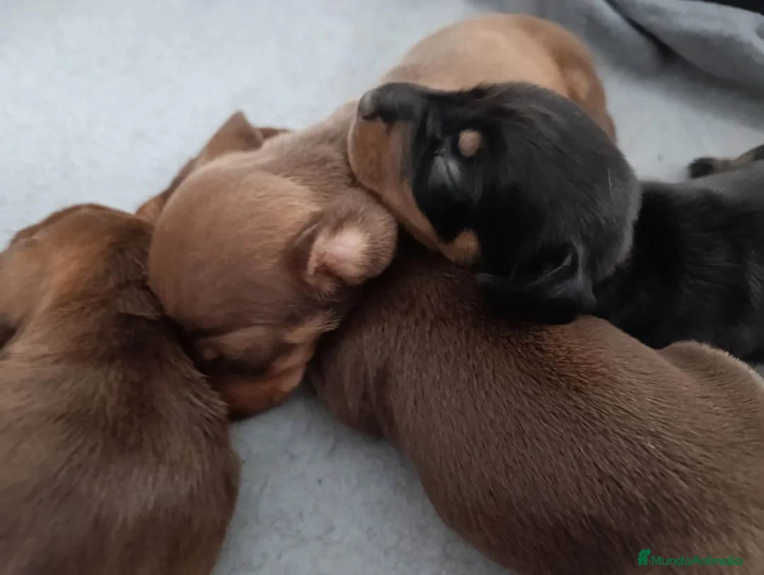 Teckel perros en venta: camada teckel kanichen - Anuncio 4