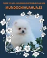 Pomerania Cachorro 10