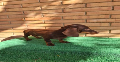 Teckel perros - Anuncio 2