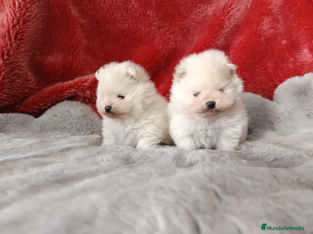 Pomerania perros en venta: Pomerania de lulu en Badajoz - Anuncio 1