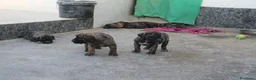 Presa Canario perros en venta: Camada presa canario pedigri FCI - Anuncio 3
