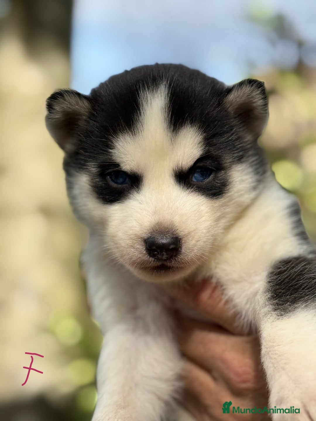 Husky Siberiano perros en venta: CAMADA HUSKY SIBERIANO - Anuncio 8