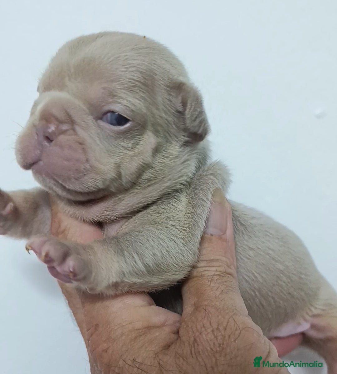 Bulldog Francés perros en venta: Bulldog Big rope guapisimos - Imagen 5