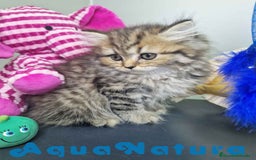 Británico de Pelo Largo gatos en venta: British Longhair Hembra 7725 AQUANATURA - Imagen 4