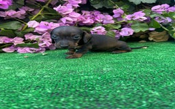 Teckel Miniatura perros en venta: teckel mini  - Imagen 6