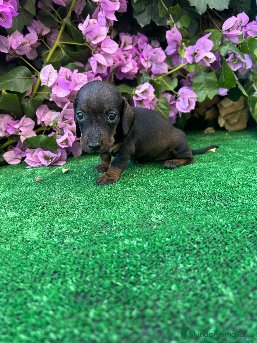 Teckel Miniatura perros en venta: teckel mini  - Imagen 6