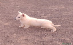 Pastor Blanco Suizo perros en venta: Pastor Blanco Suizo  - Anuncio 4