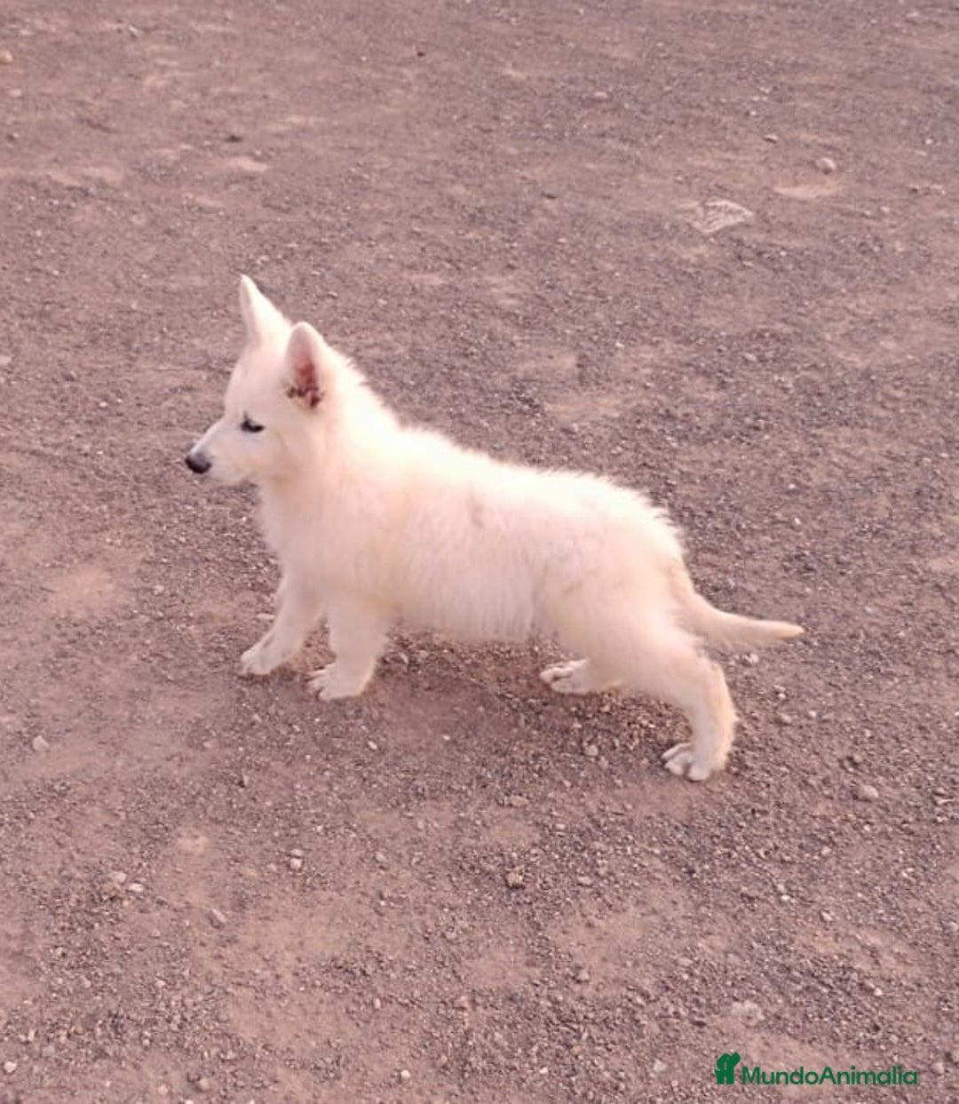 Pastor Blanco Suizo perros en venta: Pastor Blanco Suizo  - Anuncio 4