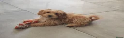 Maltipoo perros en venta: Maltipoo mini  - Anuncio 1