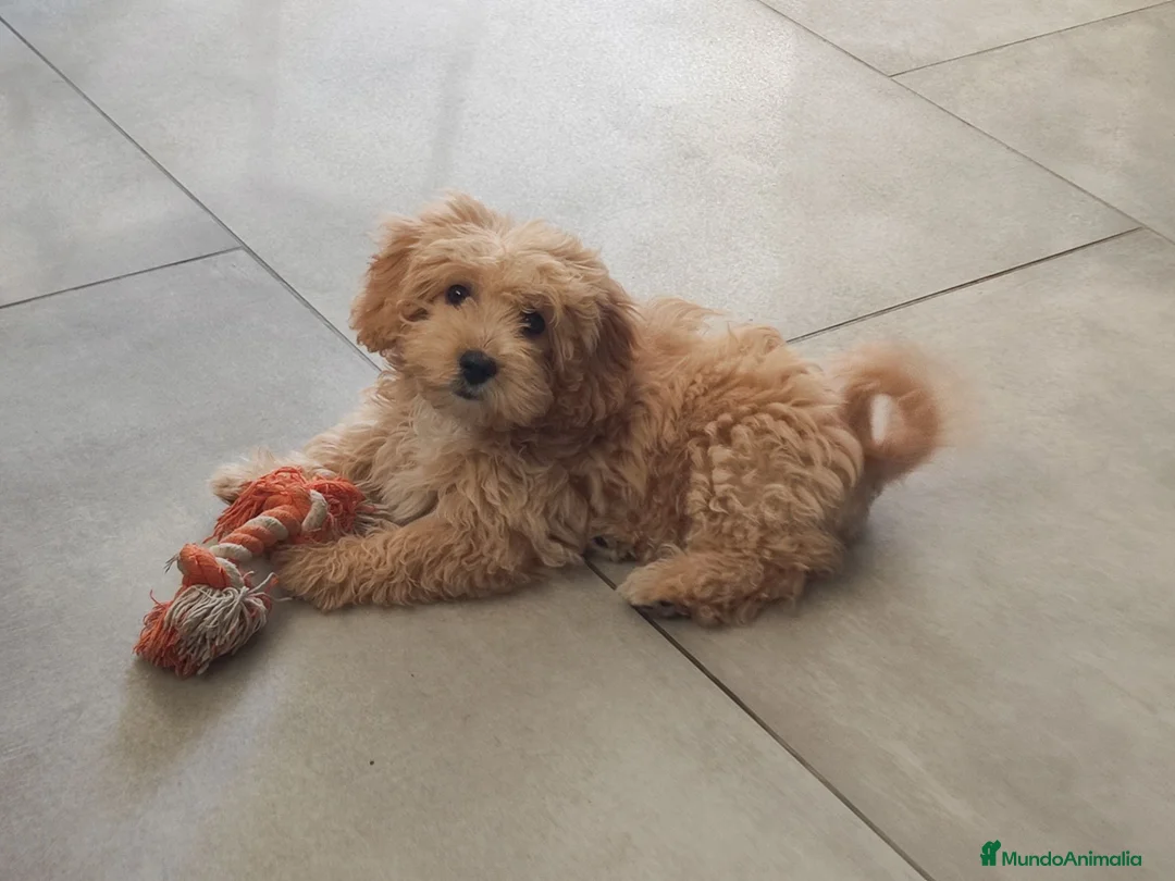 Maltipoo perros en venta: Maltipoo mini  - Anuncio 1