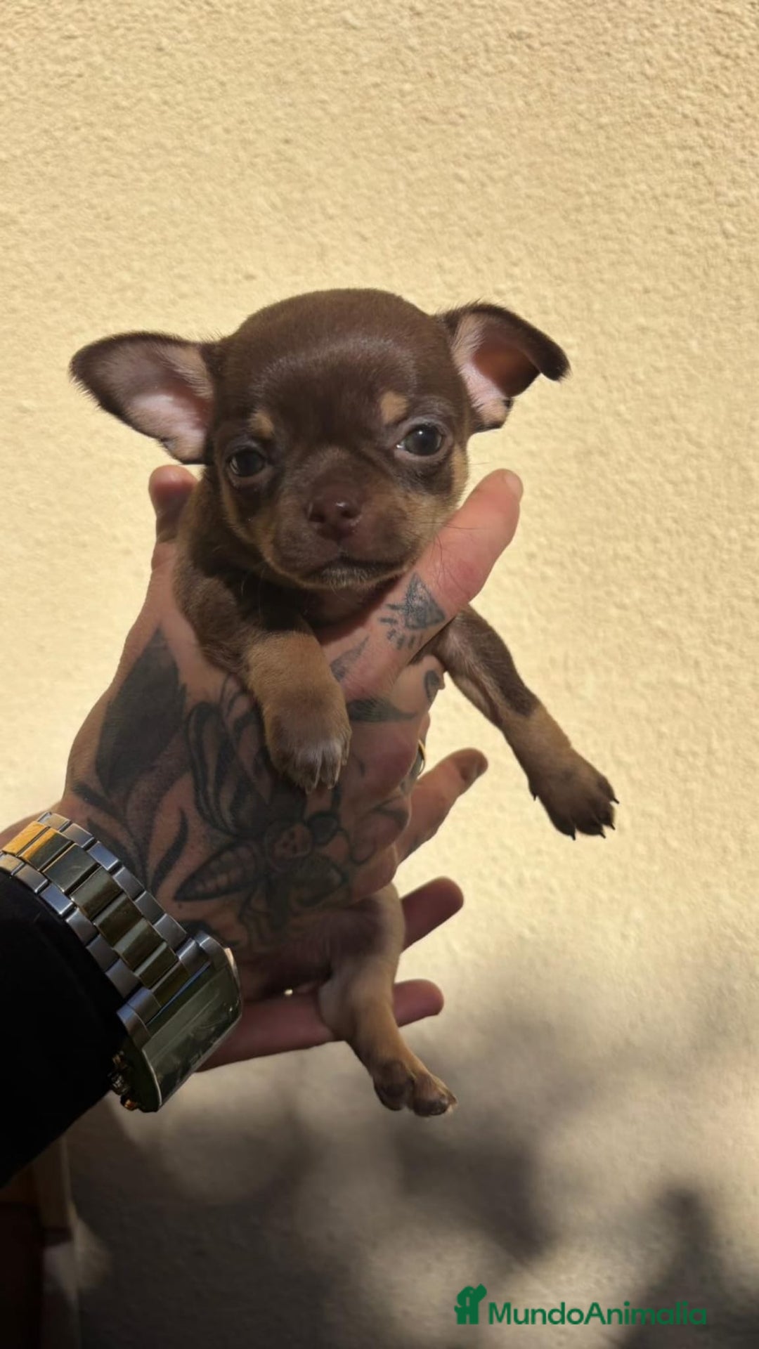 Chihuahua perros en venta: Chihuahua toy  - Anuncio 1