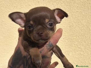 Chihuahua perros Chihuahua toy - Anuncio 1
