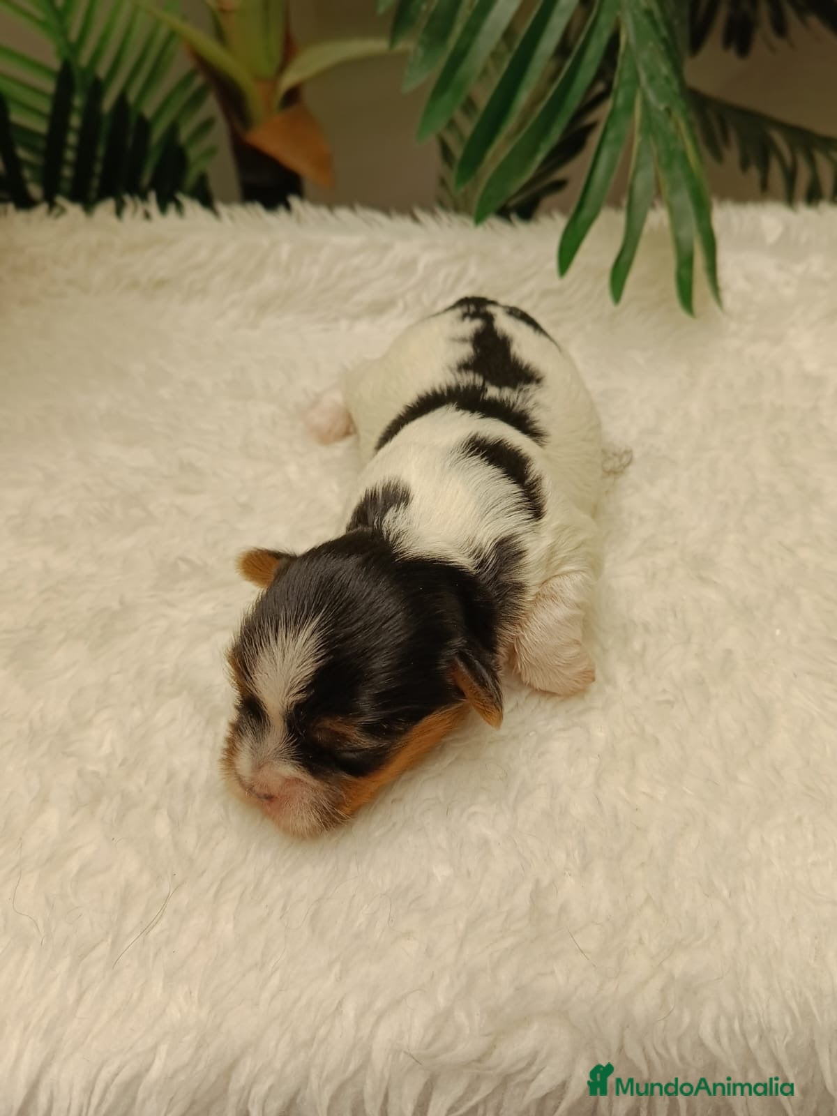 Yorkshire Terrier perros YORKSHIRE BIEWER HEMBRAS - Anuncio 2