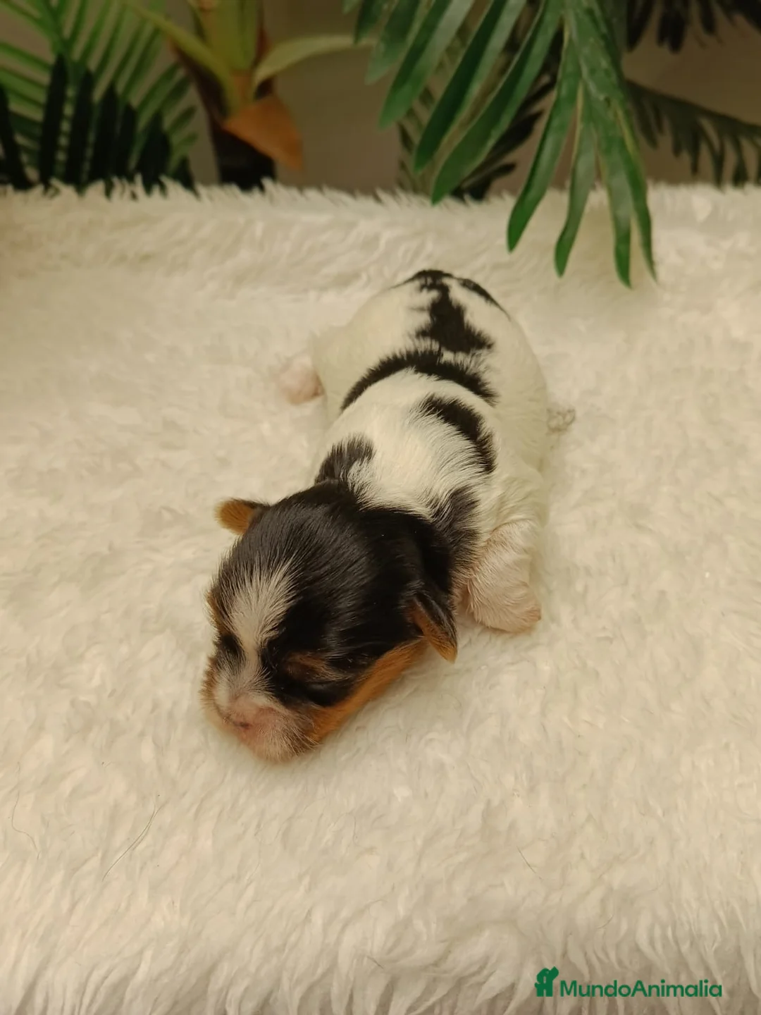Yorkshire Terrier perros en venta: YORKSHIRE BIEWER HEMBRAS - Anuncio 2