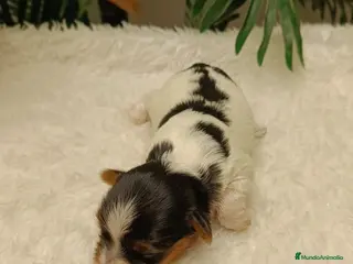 Yorkshire Terrier perros YORKSHIRE BIEWER HEMBRAS - Anuncio 2