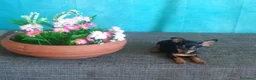 Pinscher Miniatura perros en venta: 🐶Cachorritos de Pinscher Miniatura  - Anuncio 4