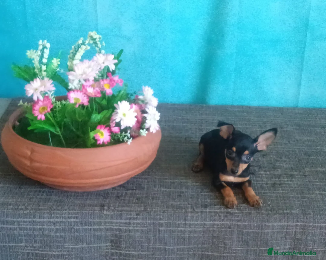 Pinscher Miniatura perros en venta: 🐶Cachorritos de Pinscher Miniatura  - Anuncio 4