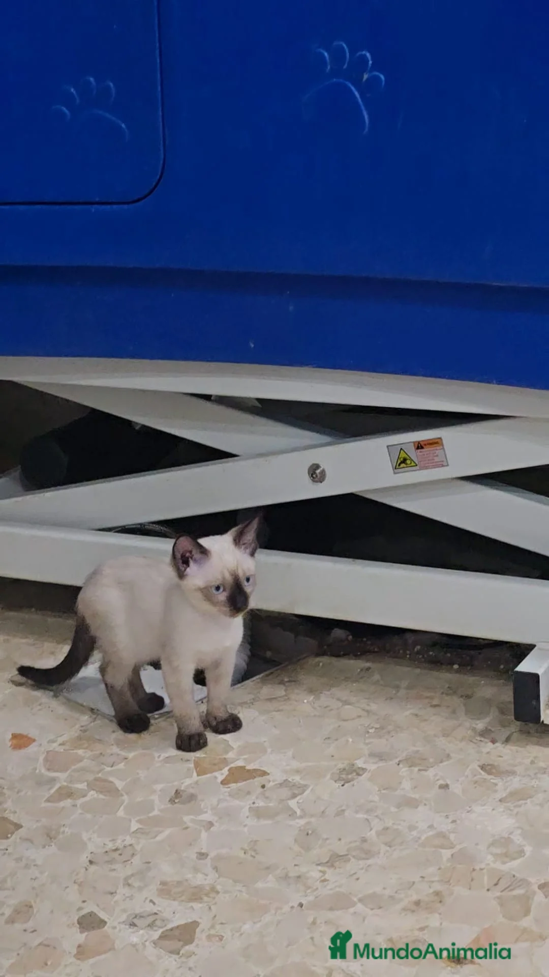 Siamés gatos en venta: Gatita siamés  - Anuncio 2