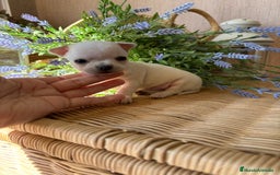 Chihuahua perros en venta: Chihuahua pelo corto macho disponible !! - Imagen 6