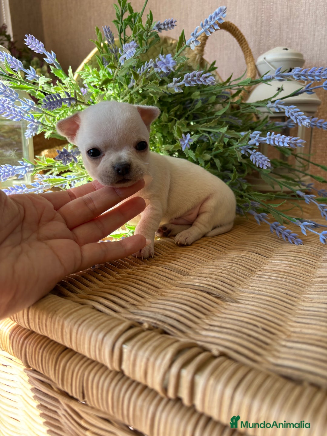 Chihuahua perros en venta: Chihuahua pelo corto macho disponible !! - Imagen 6