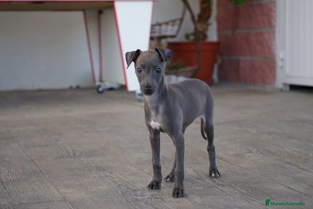 Pequeño Lebrel Italiano perros en venta: 🌟 Sirius y Selena – Galgos italianos blue 🐾 - Imagen 14