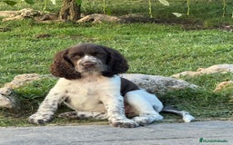 English Springer Spaniel perros en venta: Cachorros Springer Spaniel Inglés bco/hígado. - Imagen 11
