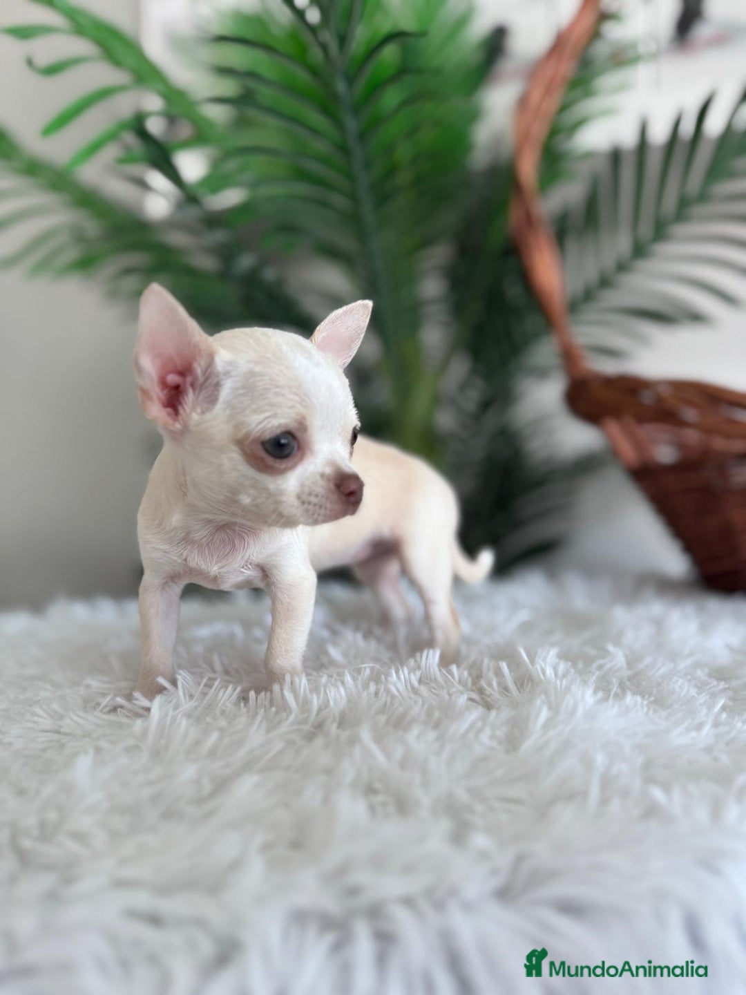 Chihuahua perros en venta: CHIHUAHUA HEMBRA - Imagen 9