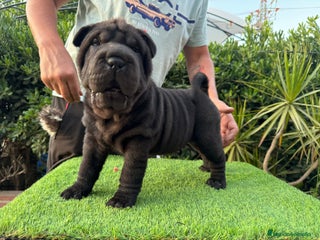 Shar Pei perros en Málaga - Anuncio 15