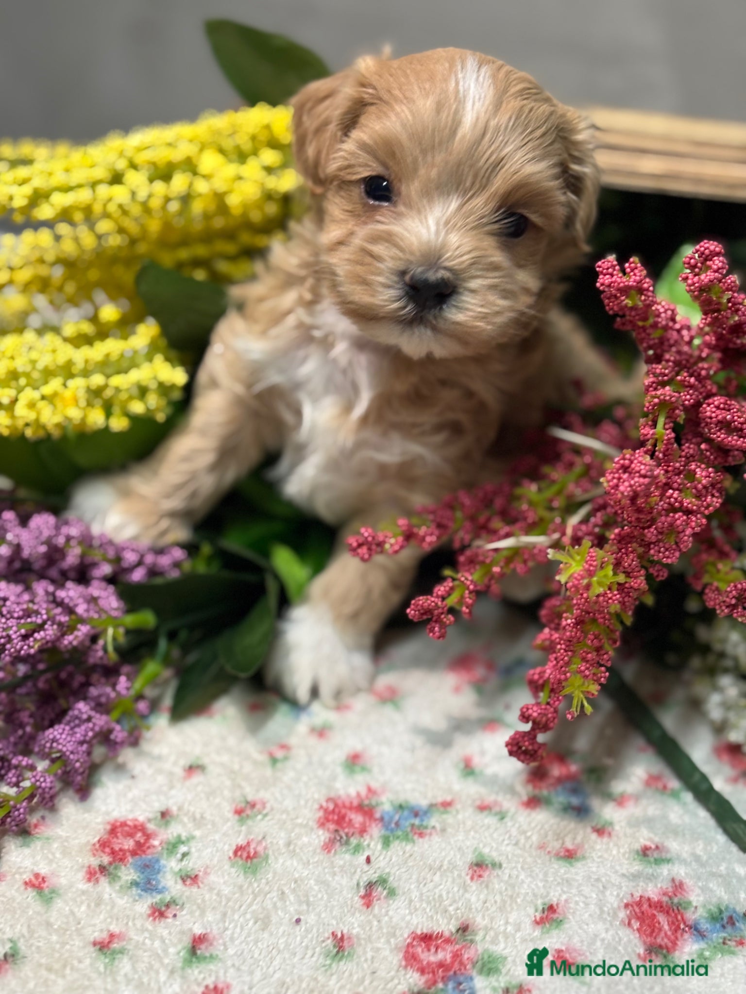 Maltipoo perros Maltipoo  - Anuncio 1