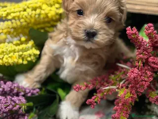 Maltipoo perros Maltipoo - Anuncio 1