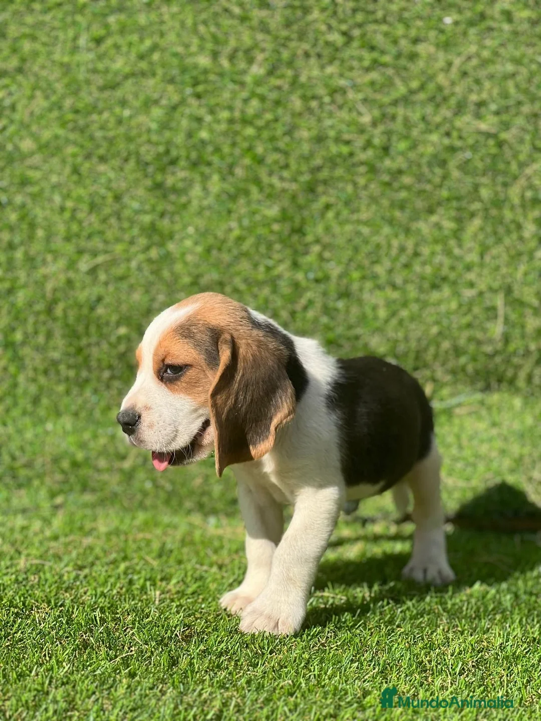 Beagle perros en venta: Beagle  en Ciudad Real - Anuncio 5
