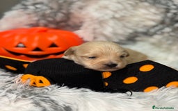 Maltipoo perros en venta: Maltipoo Machos  - Imagen 8