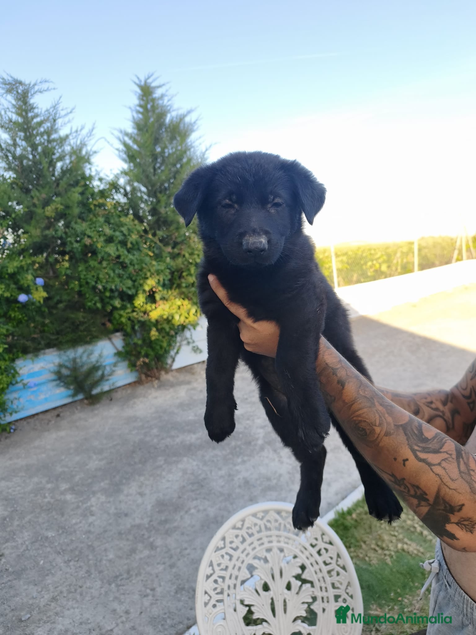 Pastor Alemán perros en venta: Disponible Pastores Alemanes de Trabajo  - Anuncio 1