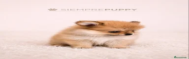 Pomerania 1