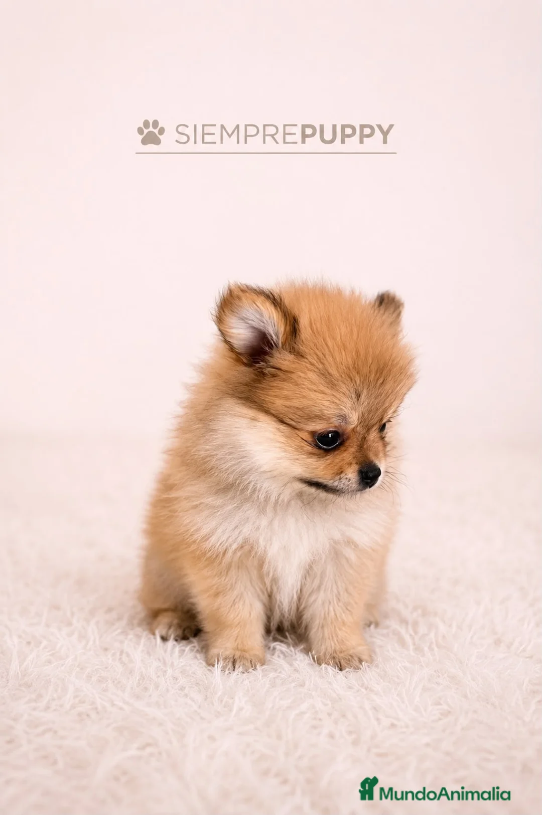 Pomerania perros en venta: POMERANIA TOY - Anuncio 2