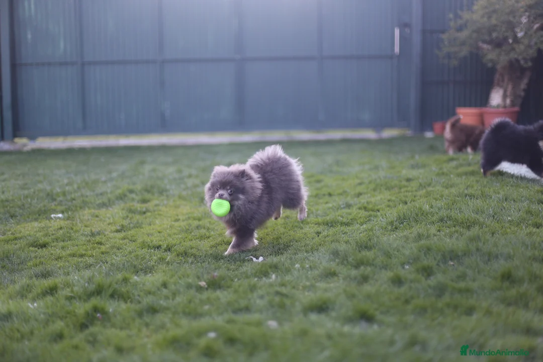 Pomerania perros para monta: 💜✨ Precioso Lilac&tan para montas ✨💜 - Anuncio 5