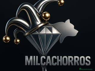 Yorkshire Terrier perros milcachorros.es disponemos casi todas las razas - Anuncio 19