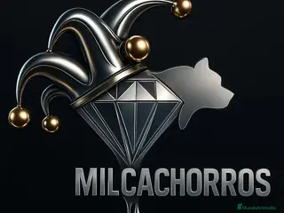 Yorkshire Terrier perros milcachorros.es disponemos casi todas las razas - Anuncio 29