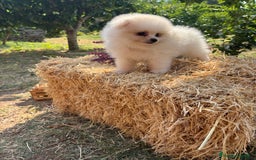 Pomerania perros en venta: Pomerania hembra y macho - Imagen 6