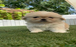 Pekinés perros en venta: PEKINES IMPERIAL HEMBRA - Imagen 4