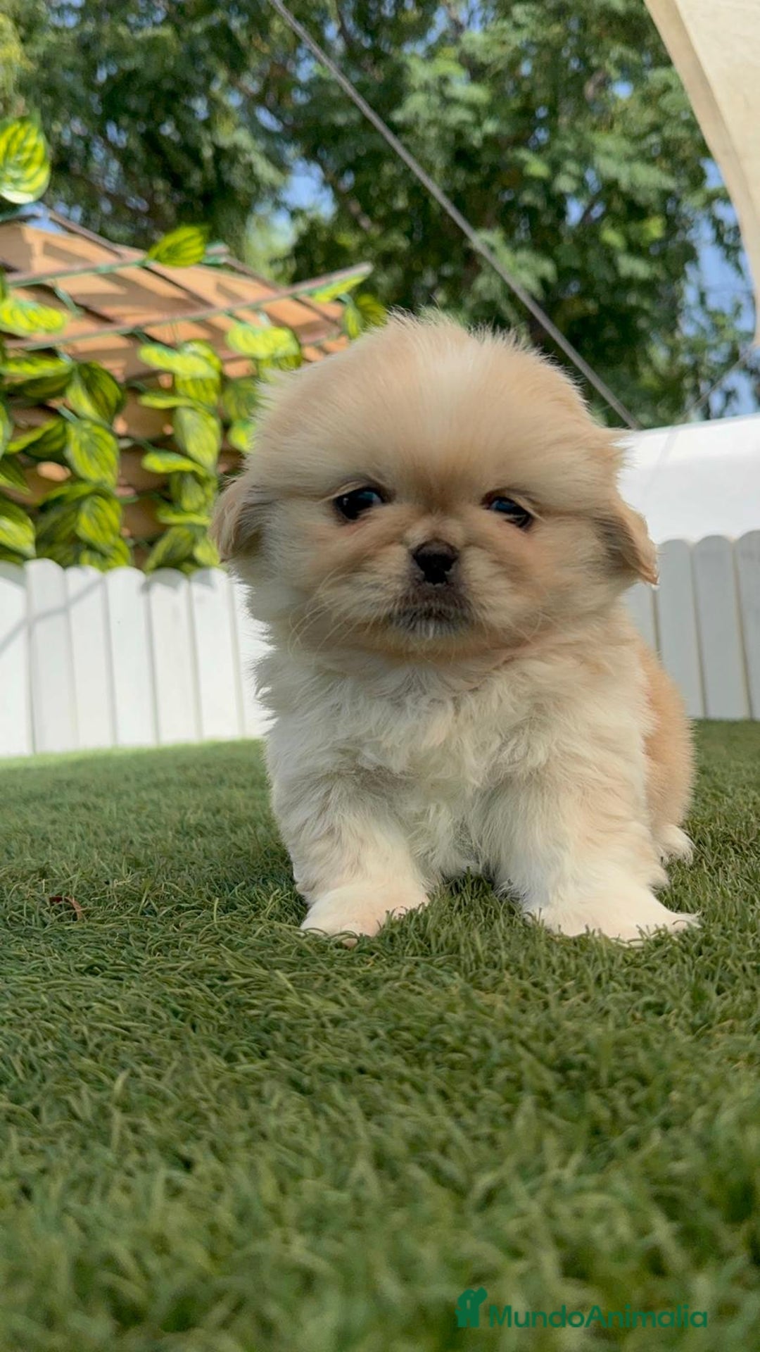 Pekinés perros en venta: PEKINES IMPERIAL HEMBRA - Imagen 4
