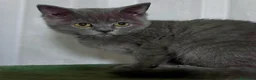 Británico de Pelo Corto gatos en venta: British Shorthair  - Anuncio 11
